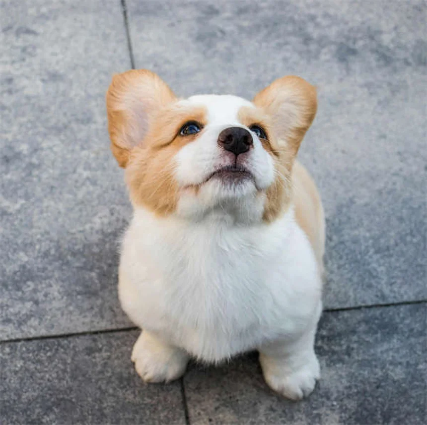 새끼 고양이 집에 데려올 때 꼭 알아야 할 5가지 필수 팁