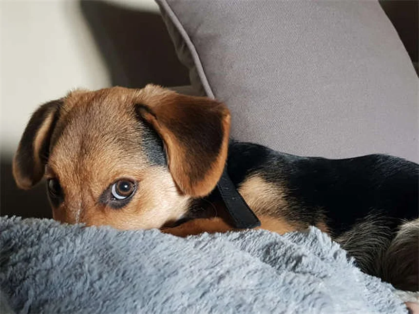 새끼 고양이 집에 데려올 때 꼭 알아야 할 5가지 필수 팁