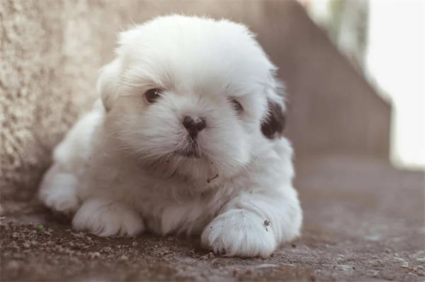 고양이 백내장 초기증상 5가지와 효과적인 관리법