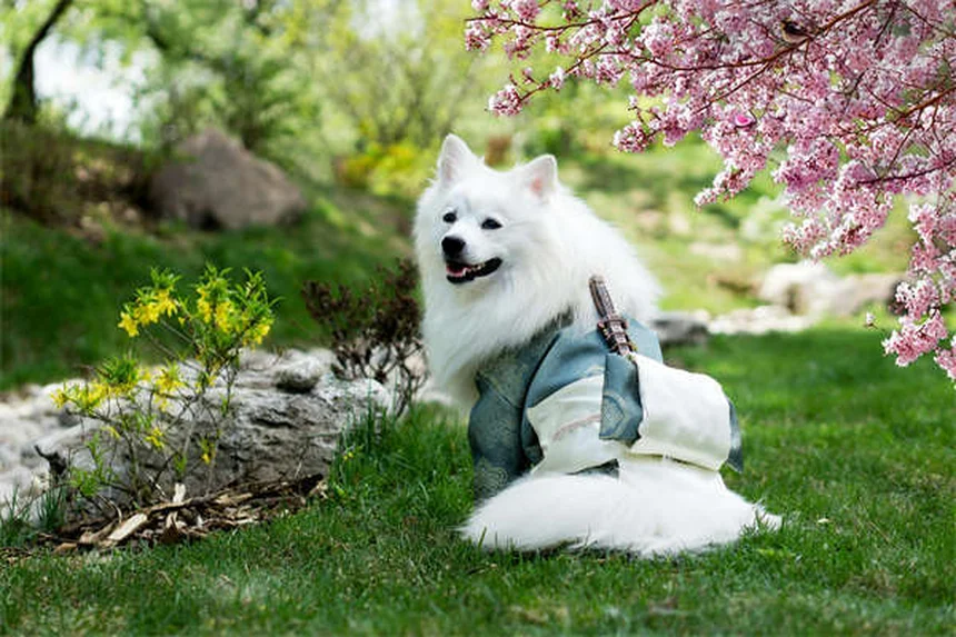 고양이 벼룩약 중독 증상 3가지, 개용 제품 절대 안 되는 이유