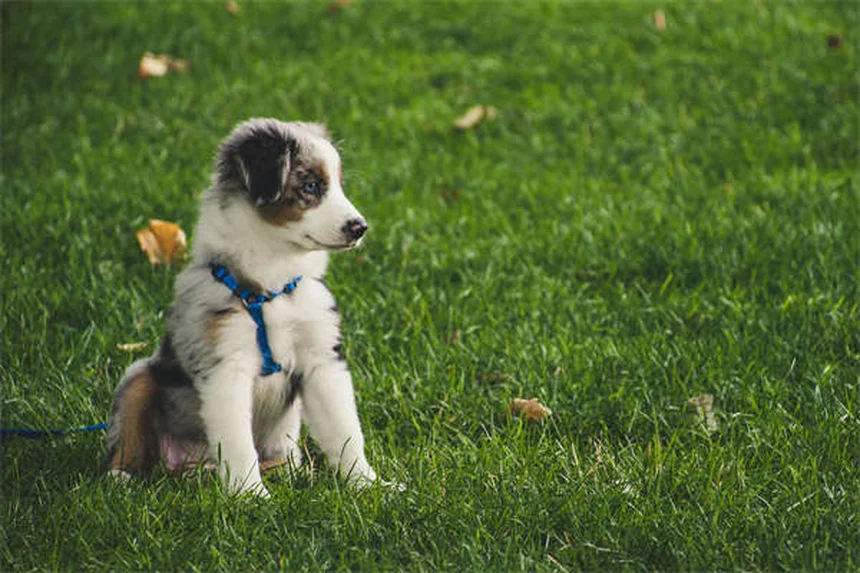 고양이 벼룩약 중독 증상 3가지, 개용 제품 절대 안 되는 이유