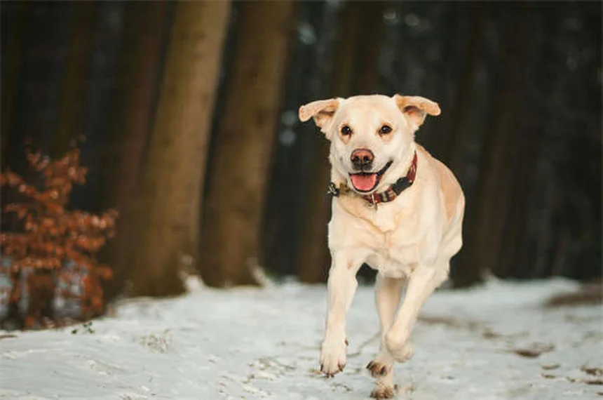 새끼 고양이 설사 원인과 대처법, 이렇게 해결하세요!