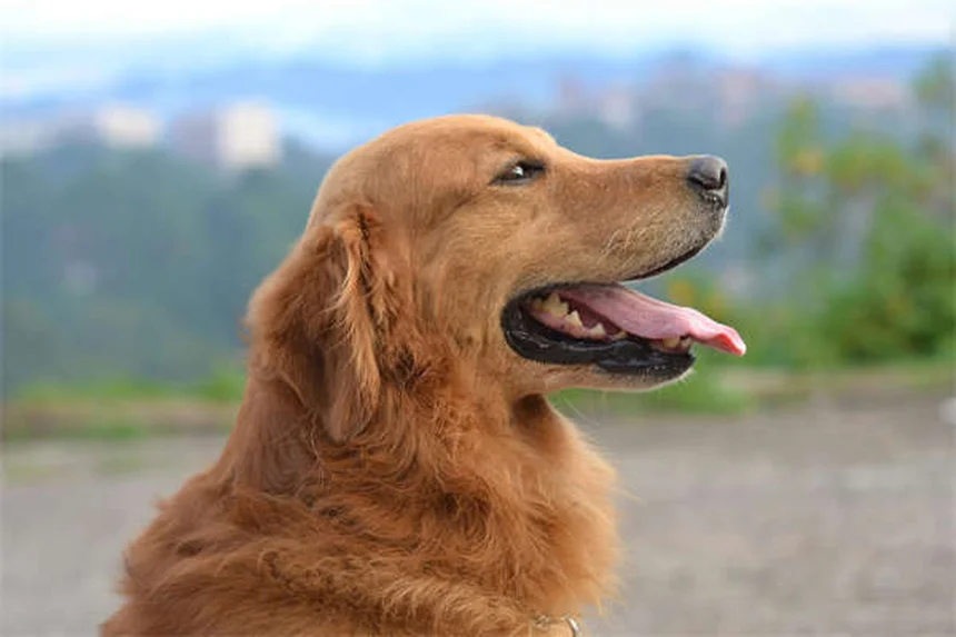 새끼 고양이 설사 원인과 대처법, 이렇게 해결하세요!