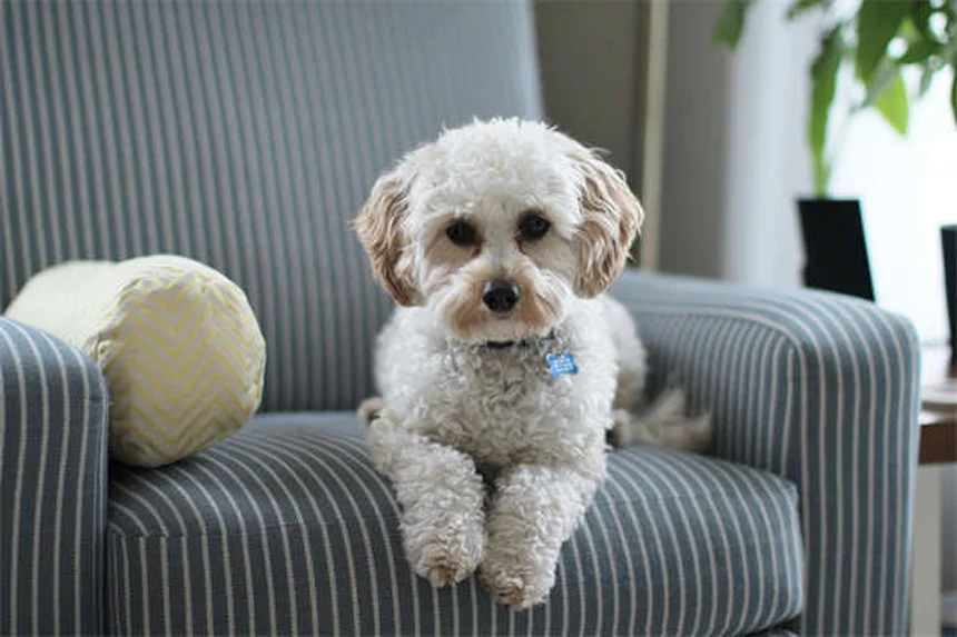 고양이 안기기 꿀팁: 우리 집 냥이가 좋아하는 포옹 방법